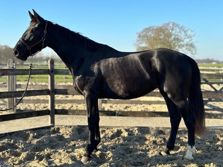 Oldenbourg Jument 3 Ans 170 cm Noir in Kalmthout