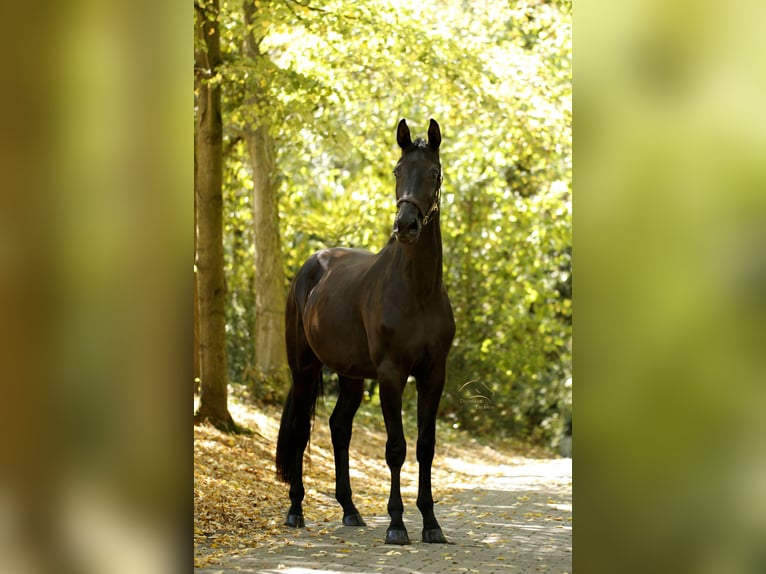 Oldenbourg Jument 3 Ans 170 cm Noir in Kirchdorf