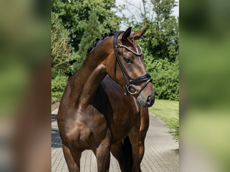 Oldenbourg Jument 3 Ans 171 cm Bai brun in Lippetal