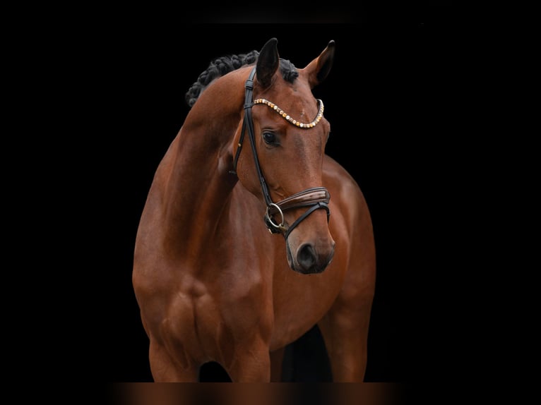 Oldenbourg Jument 3 Ans 171 cm Bai in Wehringen