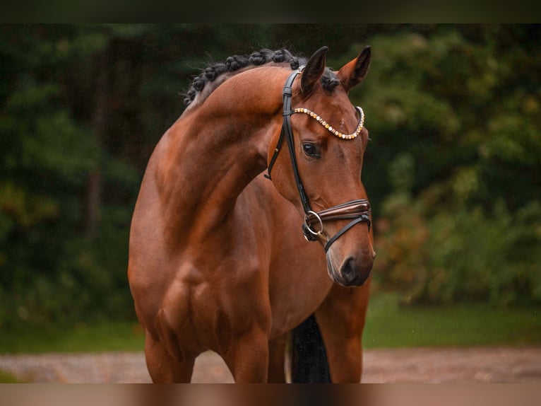 Oldenbourg Jument 3 Ans 171 cm Bai in Wehringen
