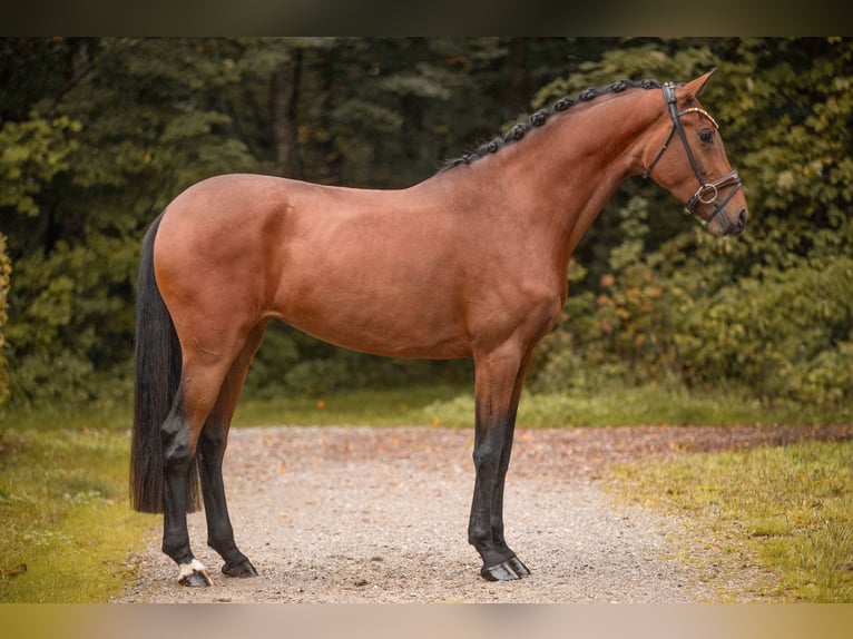 Oldenbourg Jument 3 Ans 171 cm Bai in Wehringen