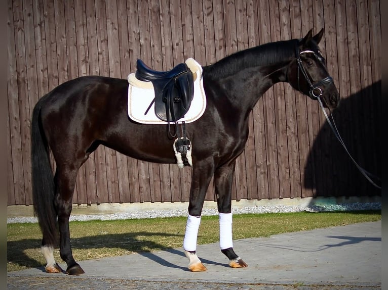 Oldenbourg Jument 3 Ans 171 cm Noir in Adelshofen