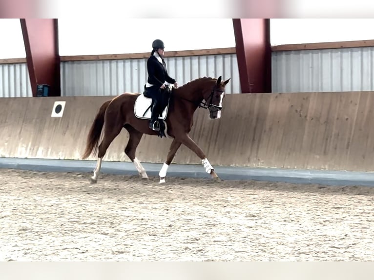 Oldenbourg Jument 3 Ans 172 cm Alezan in Berg