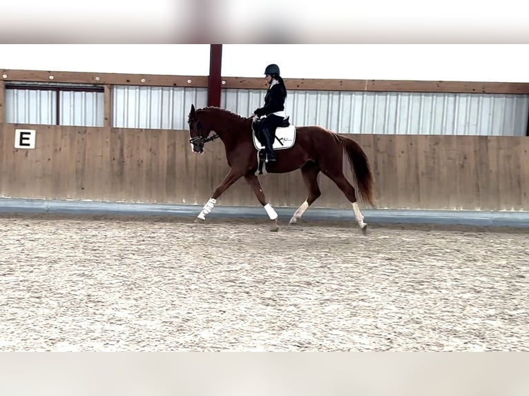 Oldenbourg Jument 3 Ans 172 cm Alezan in Berg