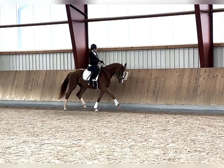 Oldenbourg Jument 3 Ans 172 cm Alezan in Berg