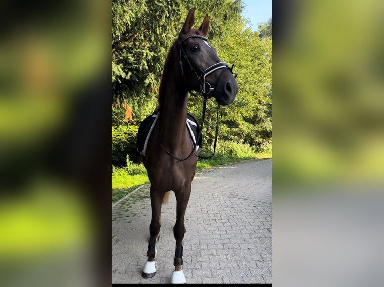 Oldenbourg Jument 3 Ans 172 cm Alezan in Wülfrath