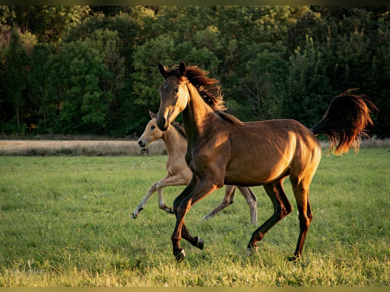 Oldenbourg Jument 3 Ans 172 cm Buckskin in Sondershausen