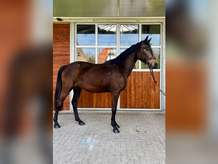 Oldenbourg Jument 3 Ans 172 cm Buckskin in Sondershausen