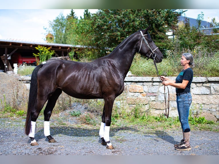 Oldenbourg Jument 3 Ans 172 cm Noir in Gro&#xDF;grabe