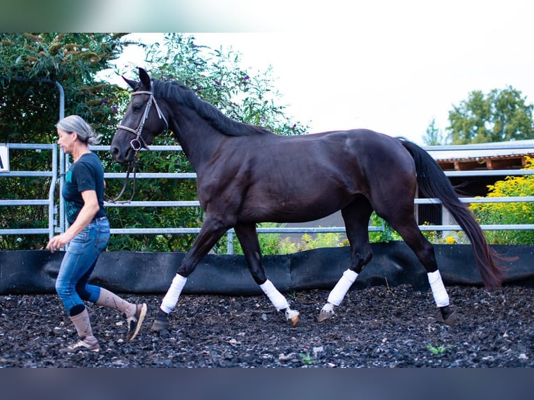 Oldenbourg Jument 3 Ans 172 cm Noir in Gro&#xDF;grabe