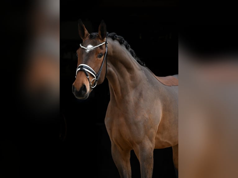 Oldenbourg Jument 3 Ans 173 cm Bai in Tauberrettersheim