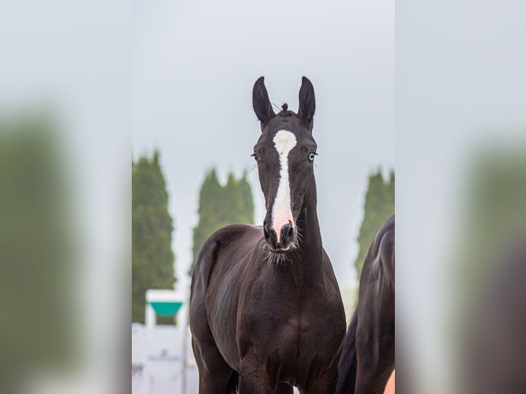 Oldenbourg Jument 3 Ans 173 cm Noir in Warszawa