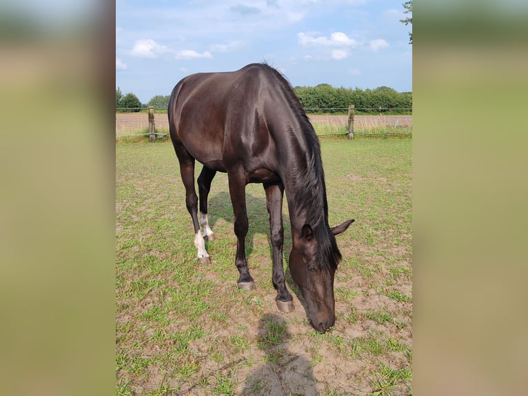 Oldenbourg Jument 3 Ans 174 cm Bai brun foncé in Bad Rothenfelde