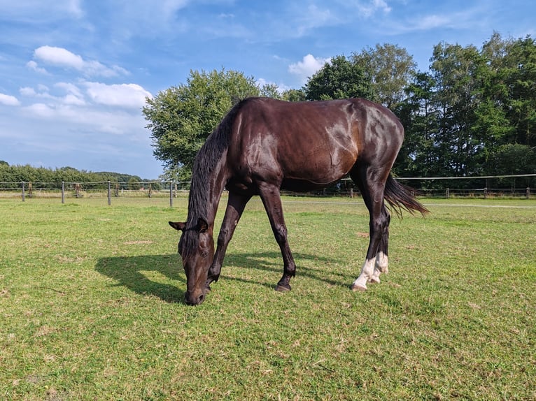 Oldenbourg Jument 3 Ans 174 cm Bai brun foncé in Bad Rothenfelde