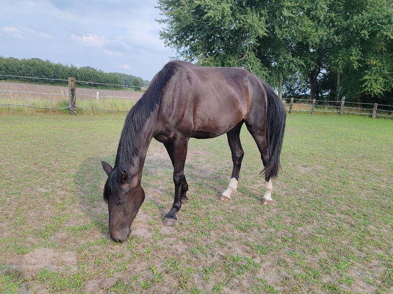 Oldenbourg Jument 3 Ans 174 cm Bai brun foncé in Bad Rothenfelde