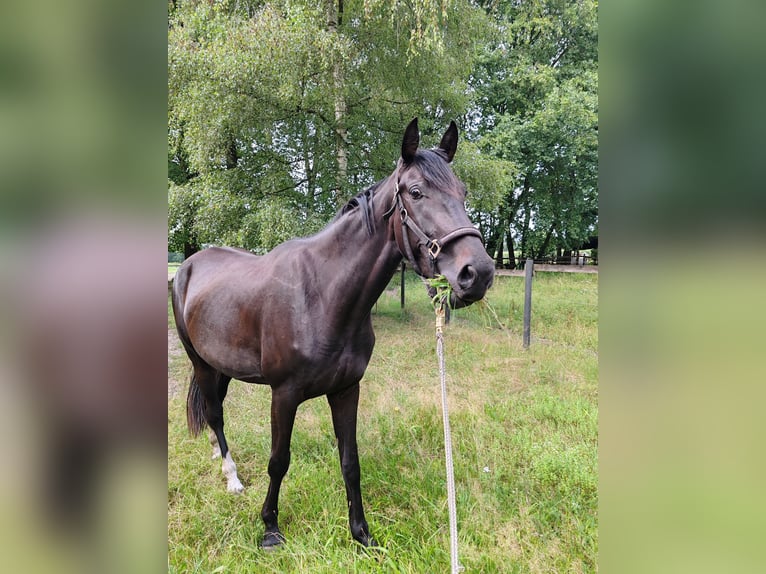 Oldenbourg Jument 3 Ans 174 cm Bai brun foncé in Bad Rothenfelde