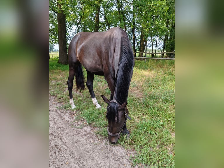 Oldenbourg Jument 3 Ans 174 cm Bai brun foncé in Bad Rothenfelde