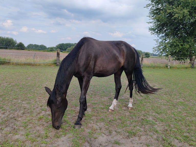 Oldenbourg Jument 3 Ans 174 cm Bai brun foncé in Bad Rothenfelde