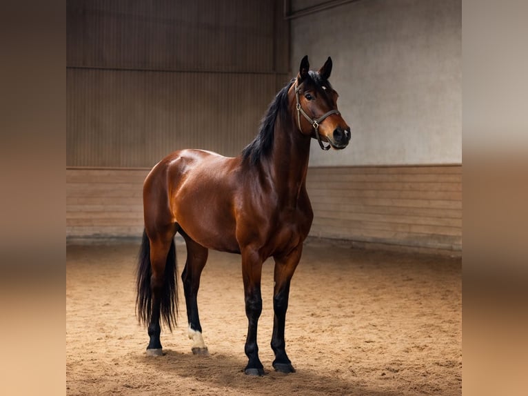 Oldenbourg Jument 3 Ans 175 cm Bai in Mainz