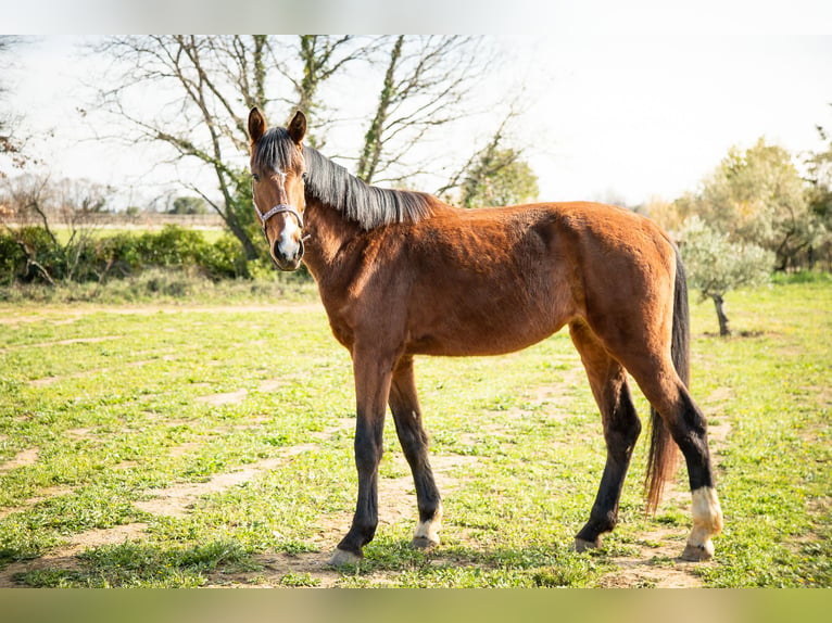 Oldenbourg Jument 3 Ans 175 cm Bai in Roujan