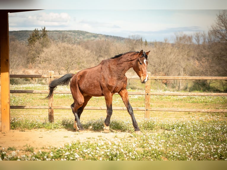 Oldenbourg Jument 3 Ans 175 cm Bai in Roujan