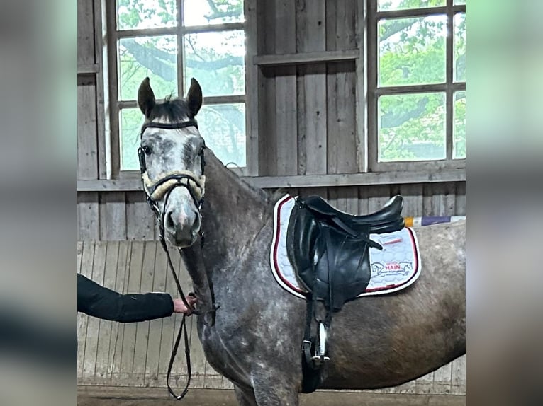 Oldenbourg Jument 3 Ans 175 cm Gris in Sankt Wolfgang