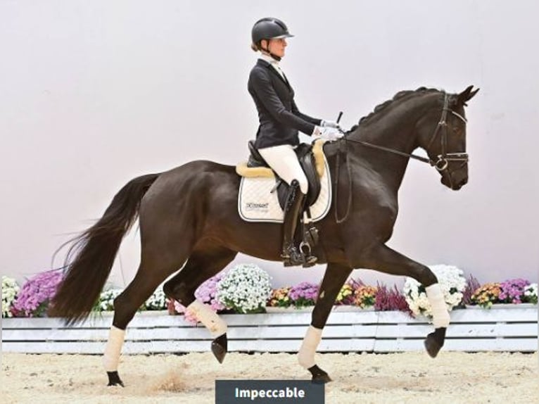 Oldenbourg Jument 3 Ans 175 cm Noir in Vechta