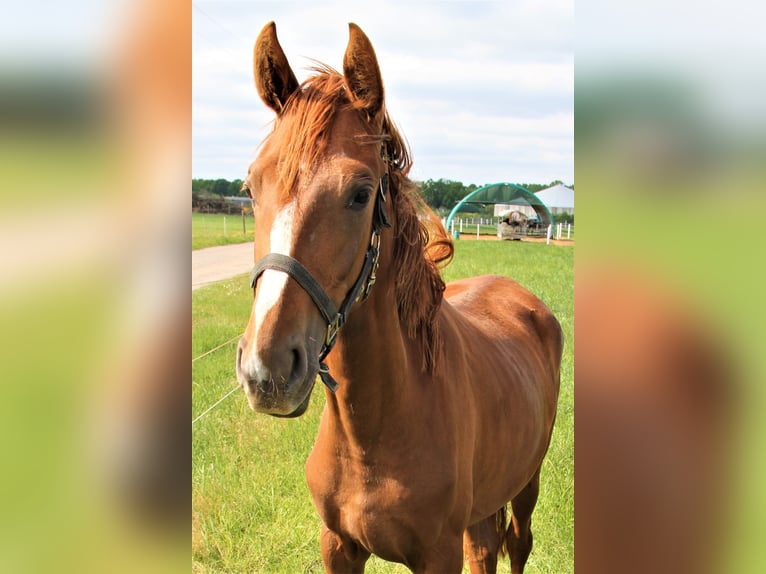 Oldenbourg Jument 3 Ans Alezan brûlé in Hankensbüttel