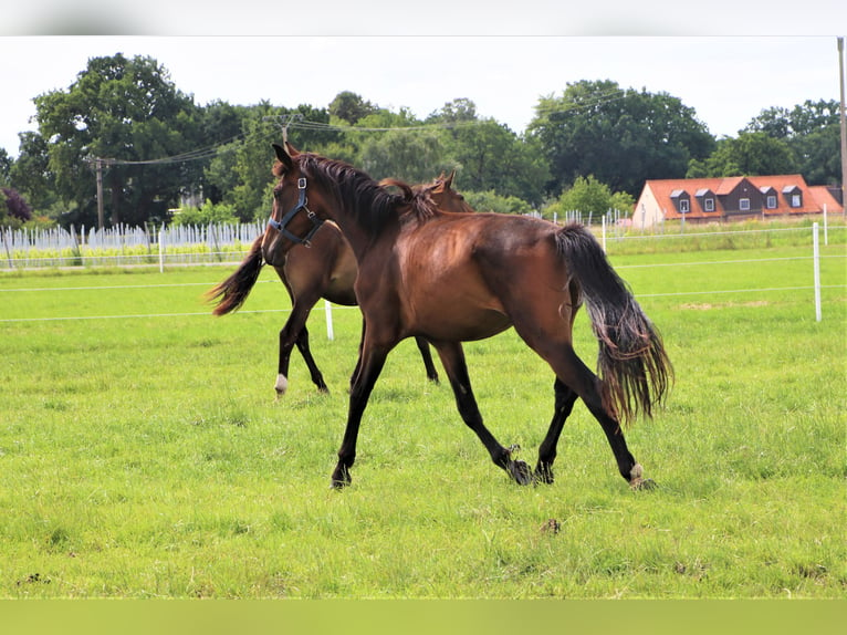 Oldenbourg Jument 3 Ans Bai brun in Hankensbüttel