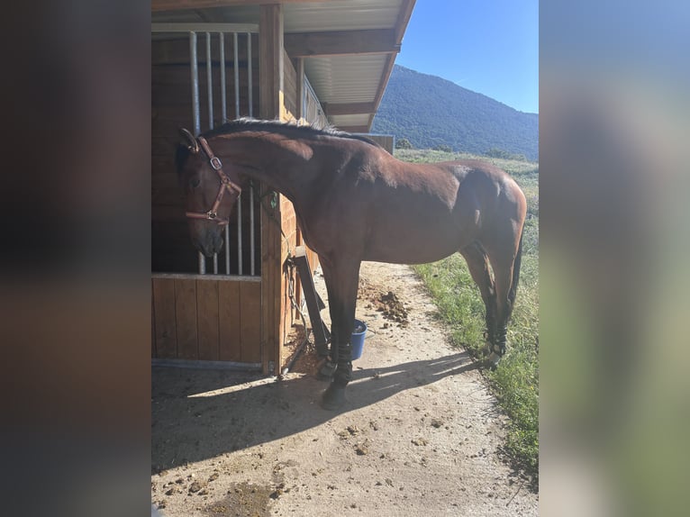 Oldenbourg Jument 3 Ans Bai clair in Madrid