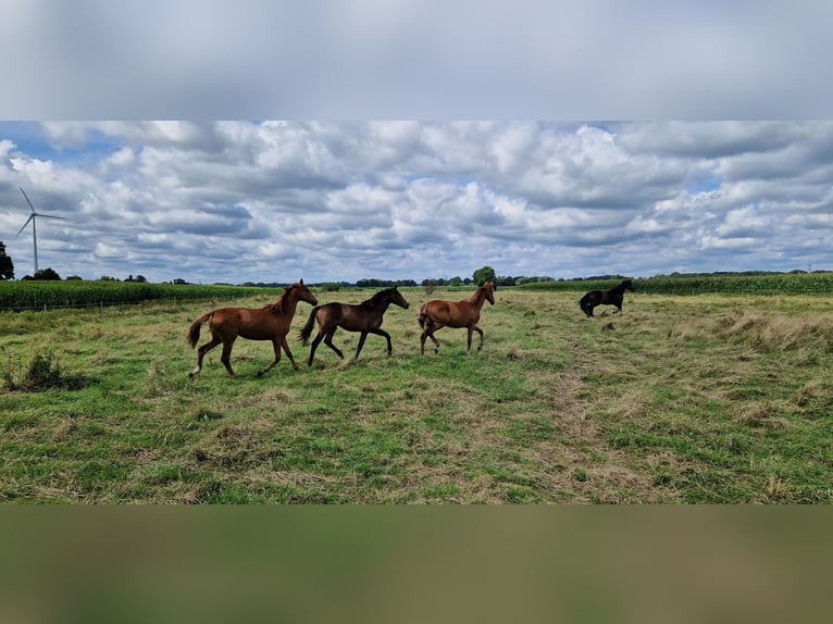 Oldenbourg Jument 3 Ans in BROCKUM