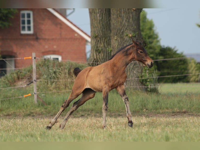 Oldenbourg Jument 3 Ans in BROCKUM