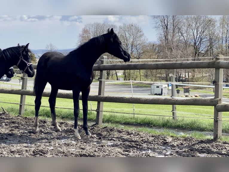 Oldenbourg Jument 3 Ans Noir in Vechta