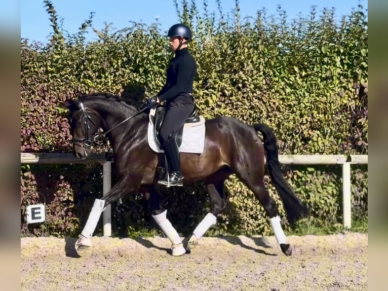 Oldenbourg Jument 4 Ans 157 cm Bai brun in Neustadt (Wied)