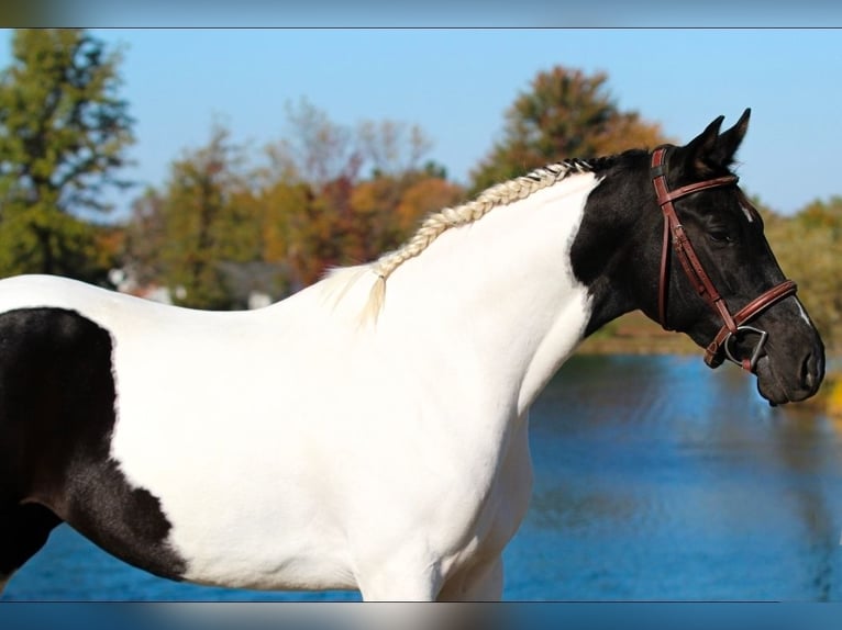 Oldenbourg Jument 4 Ans 157 cm Pinto in Robards