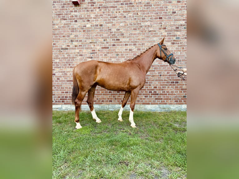 Oldenbourg Jument 4 Ans 158 cm Alezan in Harsewinkel