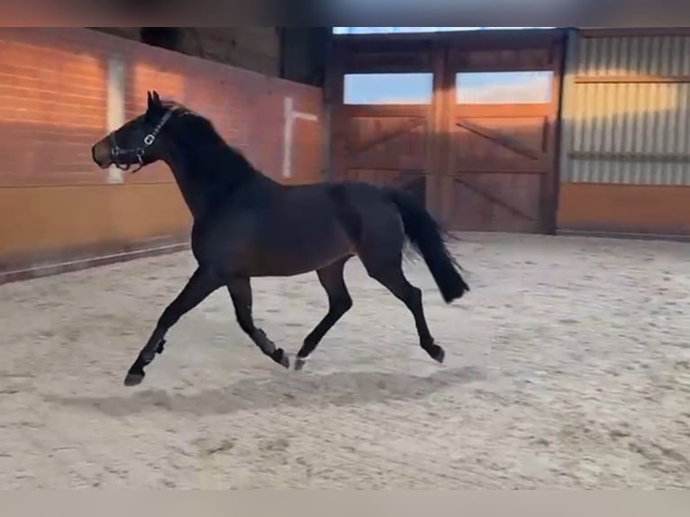 Oldenbourg Jument 4 Ans 158 cm Bai brun in Bad Kreuznach