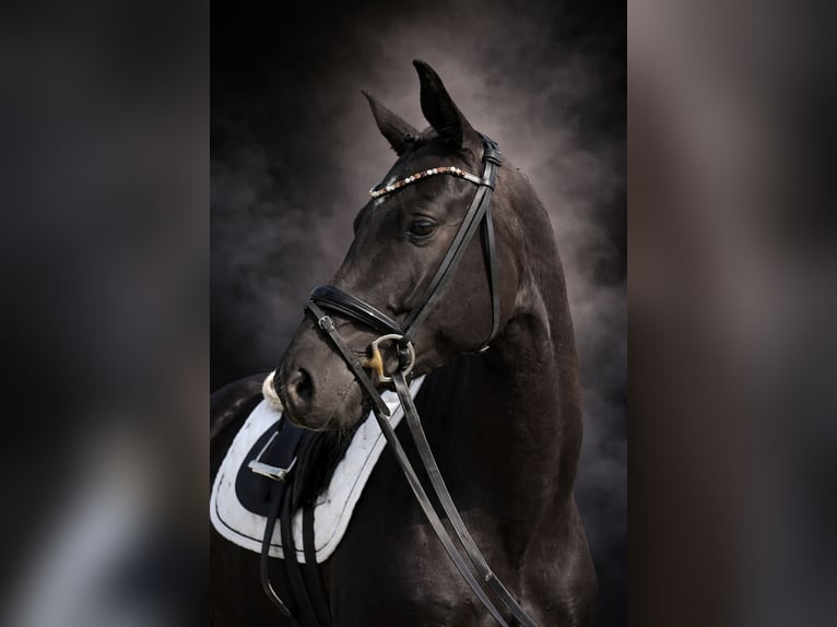 Oldenbourg Jument 4 Ans 158 cm Noir in Stadthagen