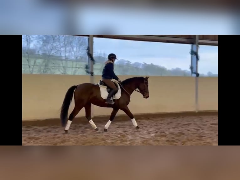 Oldenbourg Jument 4 Ans 160 cm Bai brun in Cabries