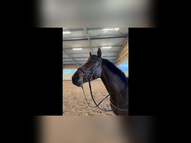 Oldenbourg Jument 4 Ans 160 cm Bai brun in Cabries