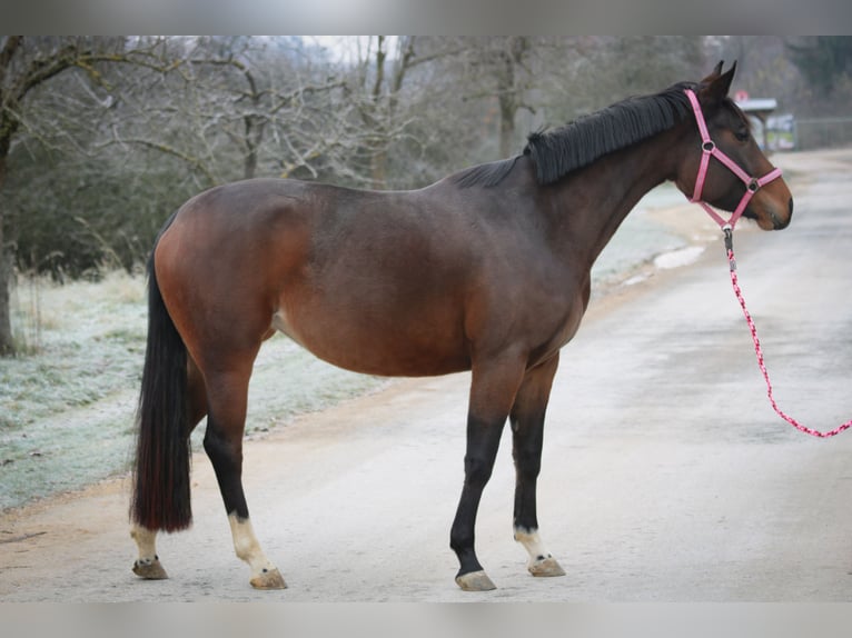 Oldenbourg Jument 4 Ans 160 cm Bai in K&#xFC;mmersbruck