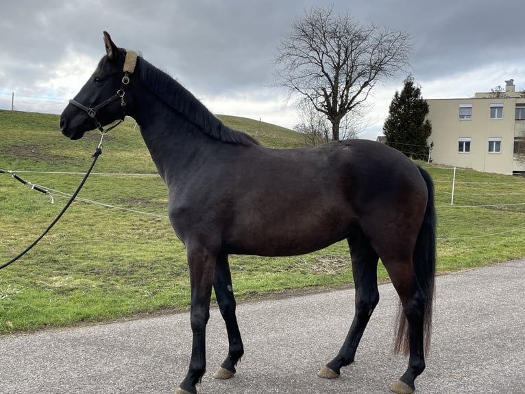 Oldenbourg Jument 4 Ans 160 cm Noir in Zwillikon