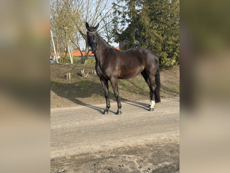 Oldenbourg Jument 4 Ans 160 cm Noir in Phöben