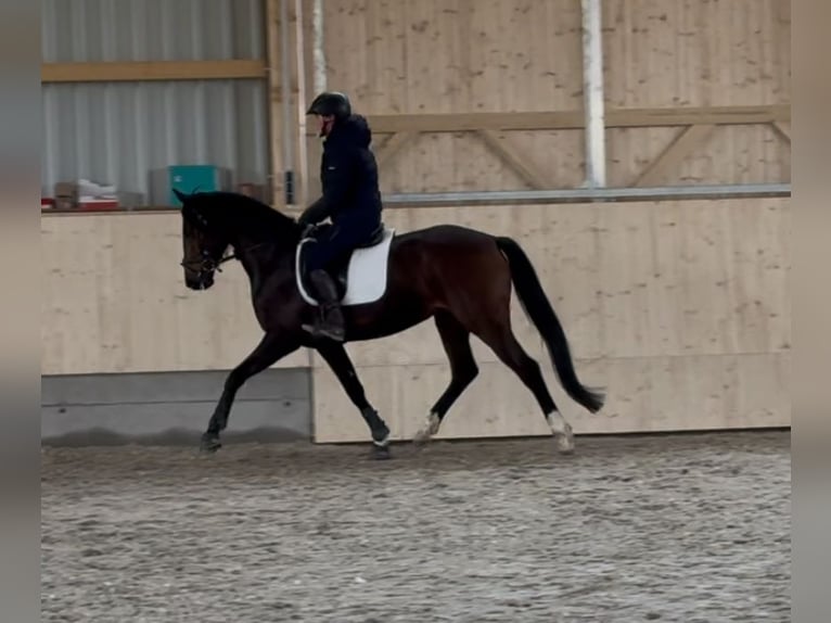 Oldenbourg Jument 4 Ans 161 cm Bai brun in Ehingen an der Donau