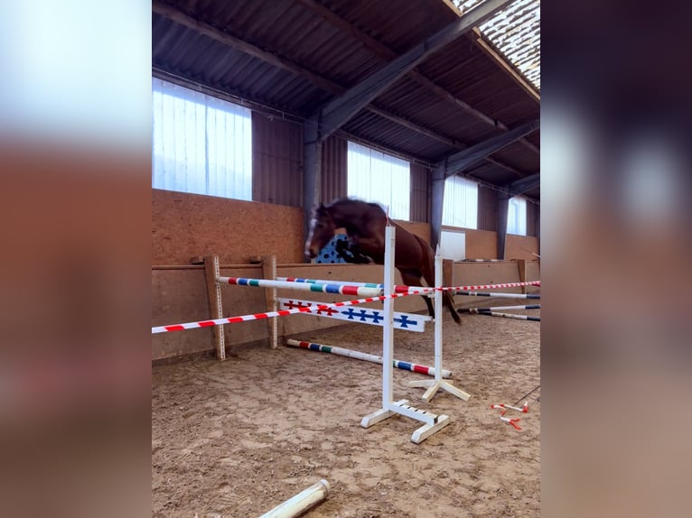 Oldenbourg Jument 4 Ans 161 cm Bai brun in Hude (Oldenburg)Hude