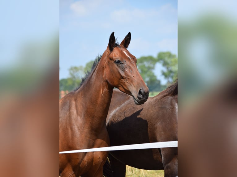 Oldenbourg Croisé Jument 4 Ans 161 cm Bai in Ovelgönne