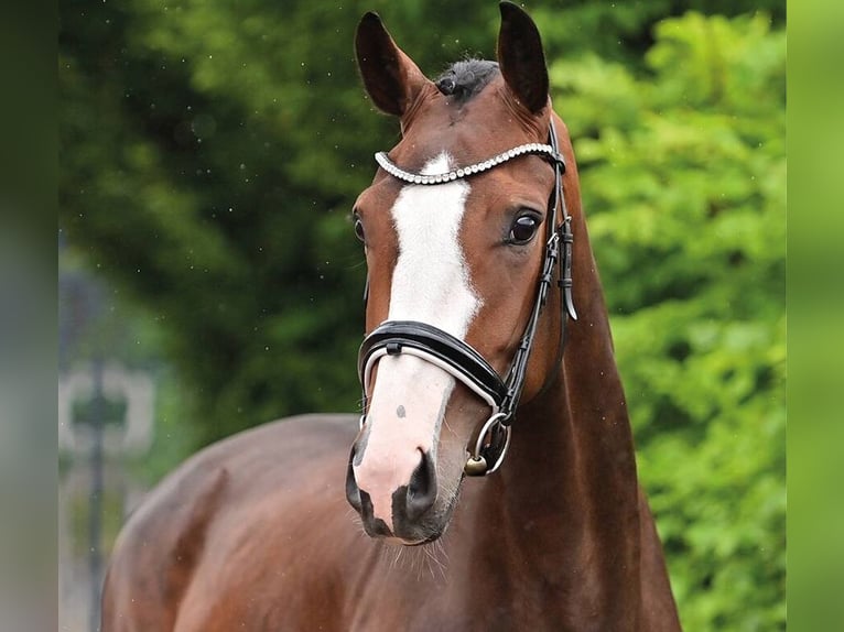 Oldenbourg Jument 4 Ans 161 cm Bai in Vechta