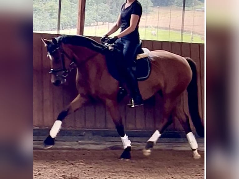 Oldenbourg Jument 4 Ans 161 cm Bai in Hanau