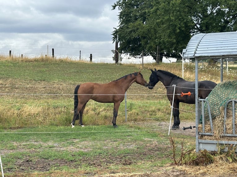 Oldenbourg Jument 4 Ans 161 cm Bai in Hanau